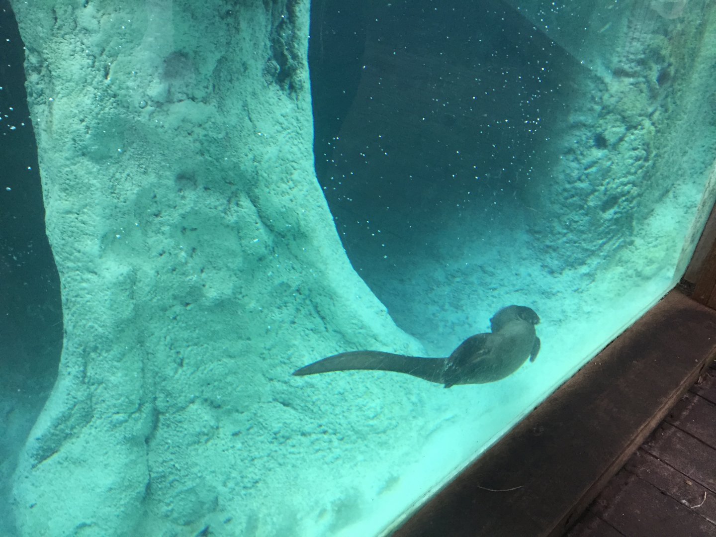 Range of the Jaguar- Emerald Forest- Giant Otter