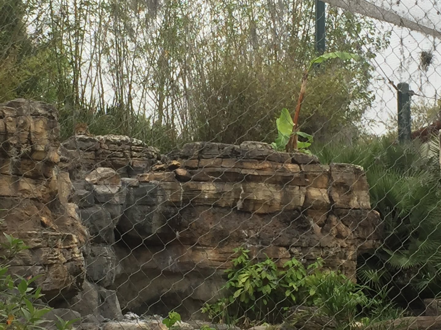 Range of the Jaguar- Jaguar (See the cat?)