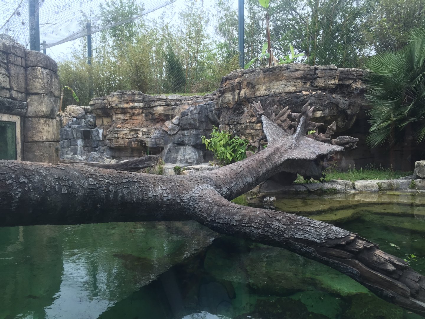 Range of the Jaguar- Jaguar