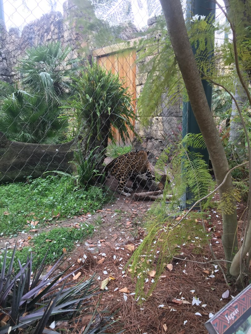 Range of the Jaguar- Jaguar