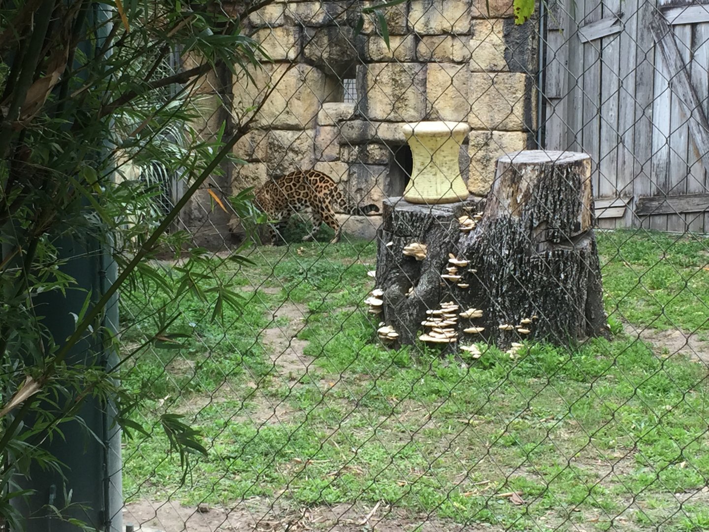 Range of the Jaguar- Jaguar