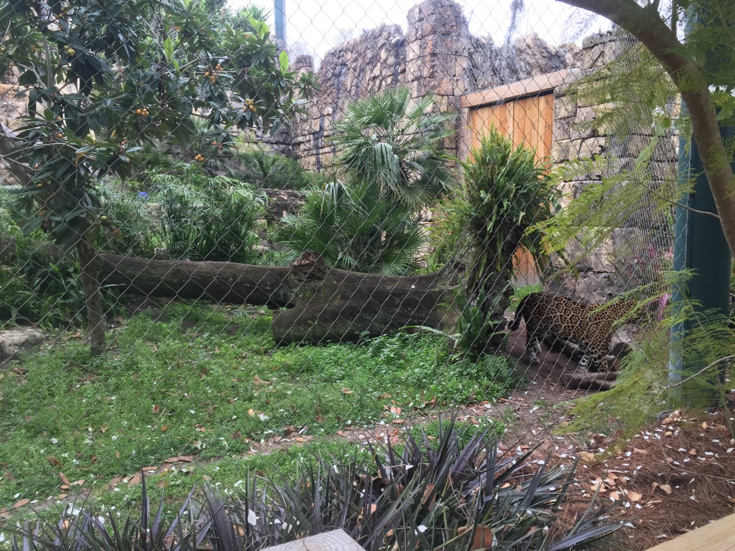 Range of the Jaguar- Jaguar