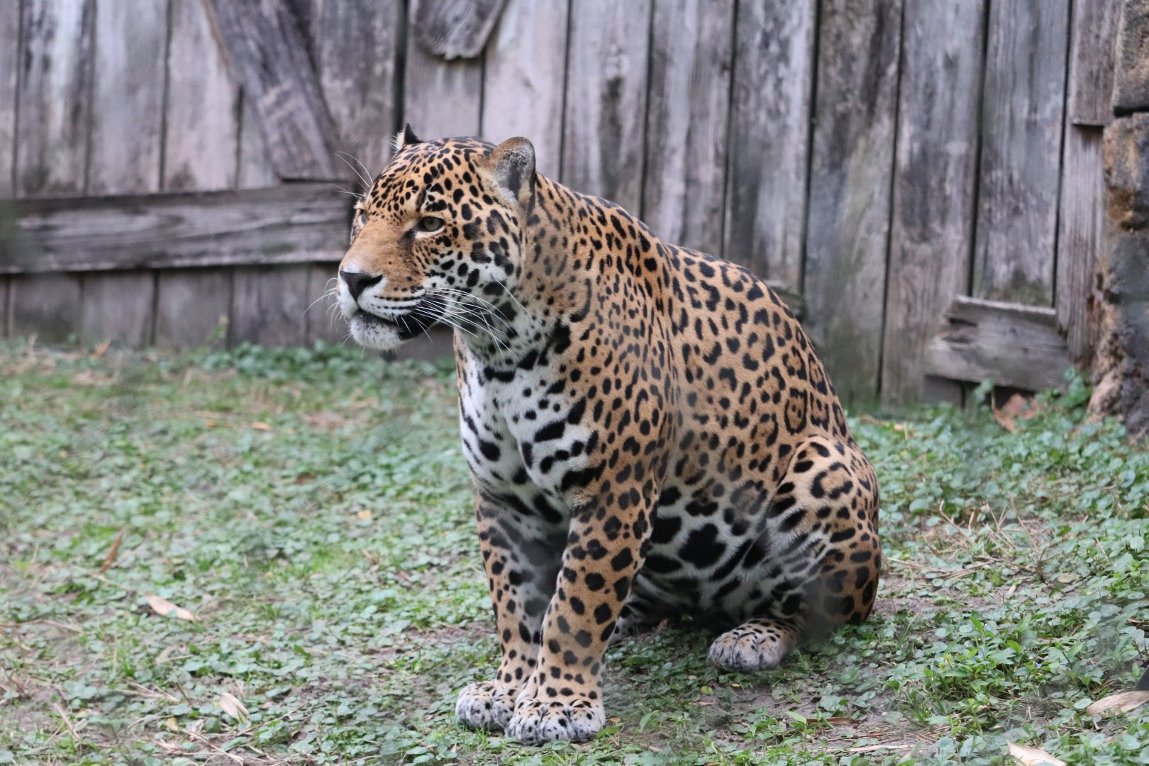 Range of the Jaguar - Jaguar