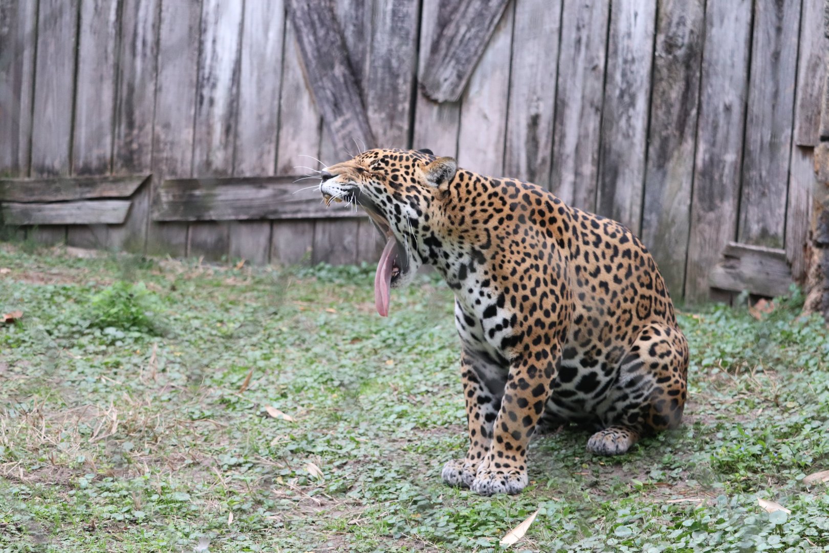 Range of the Jaguar - Jaguar