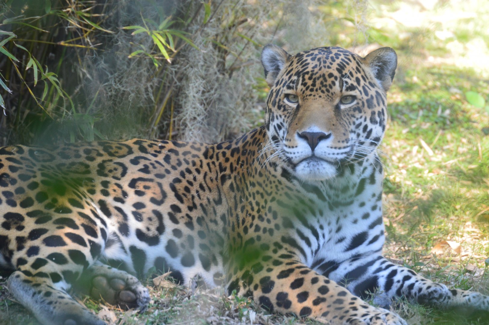 Range of the Jaguar - Jaguar