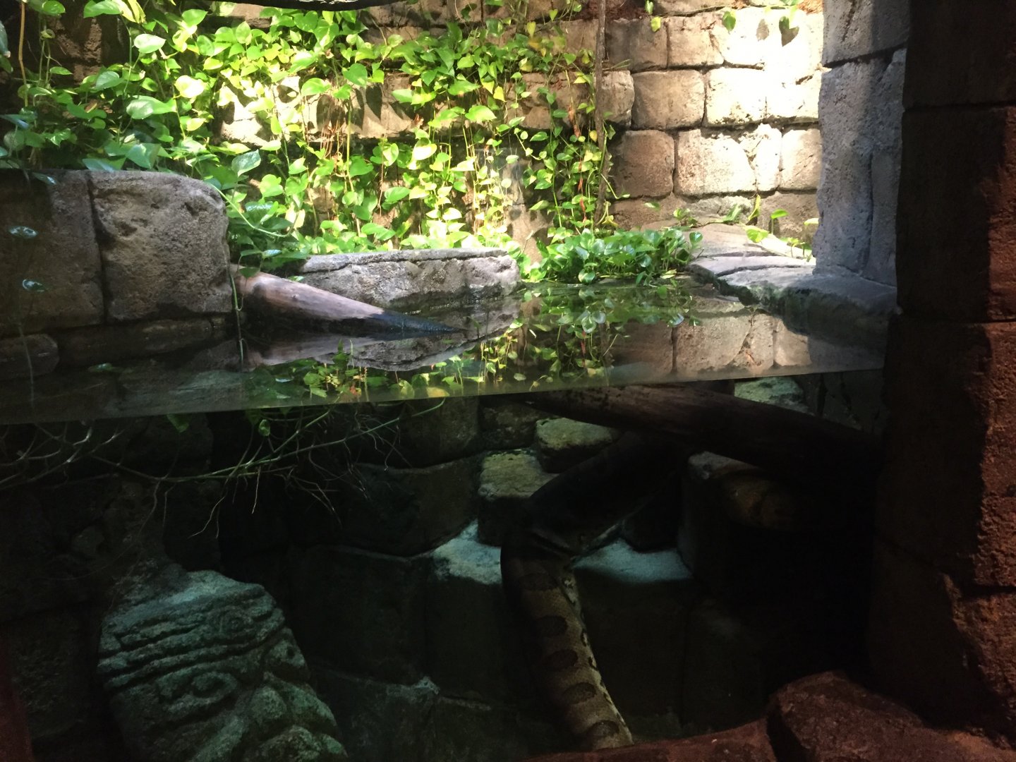 Range of the Jaguar- Lost Temple- Anaconda