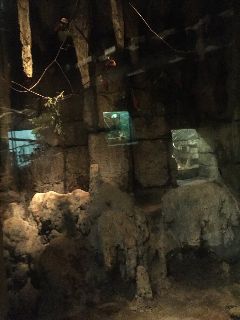 Range of the Jaguar- Lost Temple- Fruit Bat