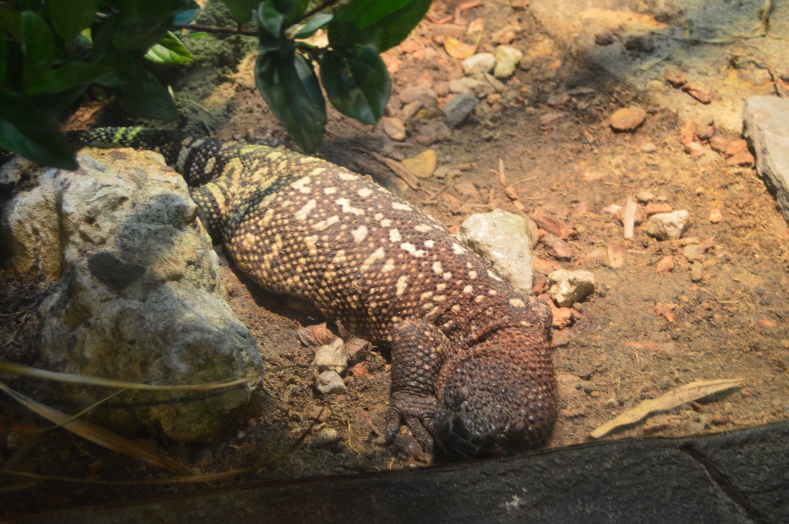Range of the Jaguar/Lost Temple - Rio Fuerte Beaded Lizard