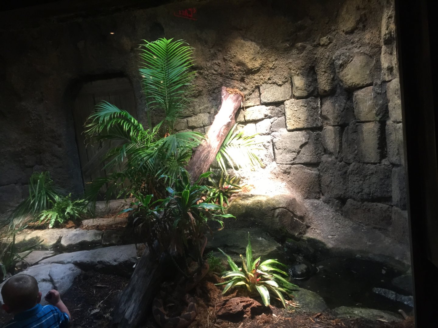 Range of the Jaguar- Lost Temple