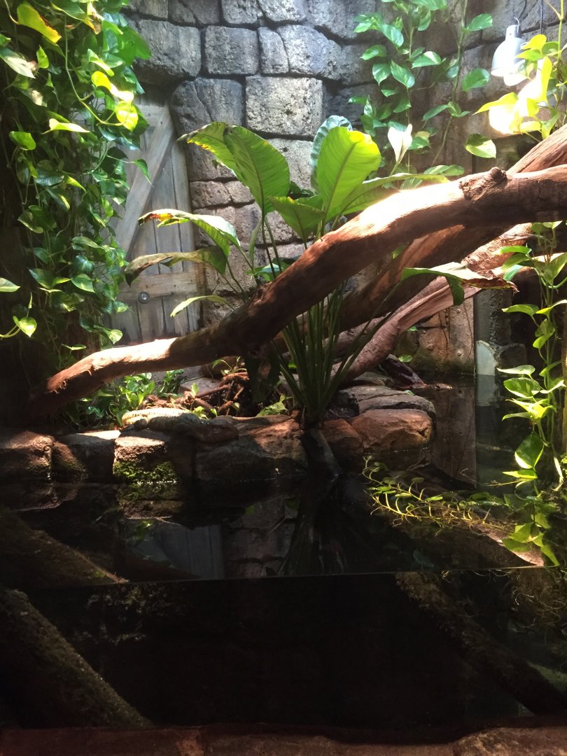 Range of the Jaguar- Lost Temple