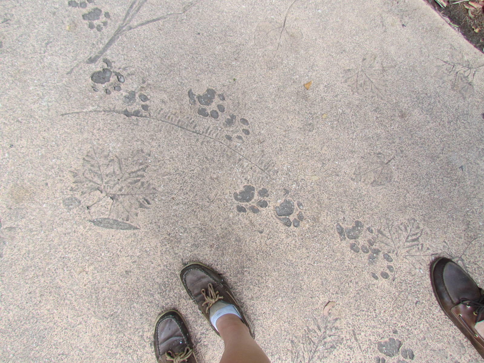 Range of the Jaguar Path