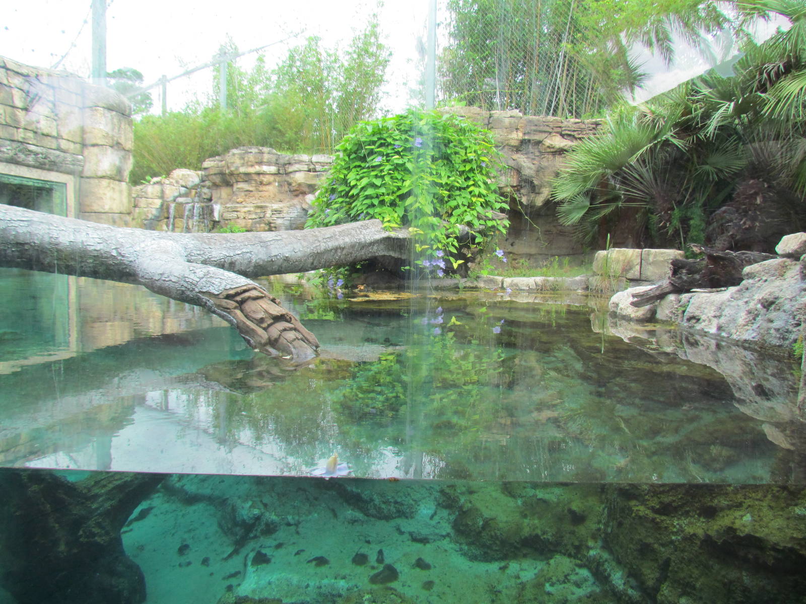 Range of the Jaguar Pool