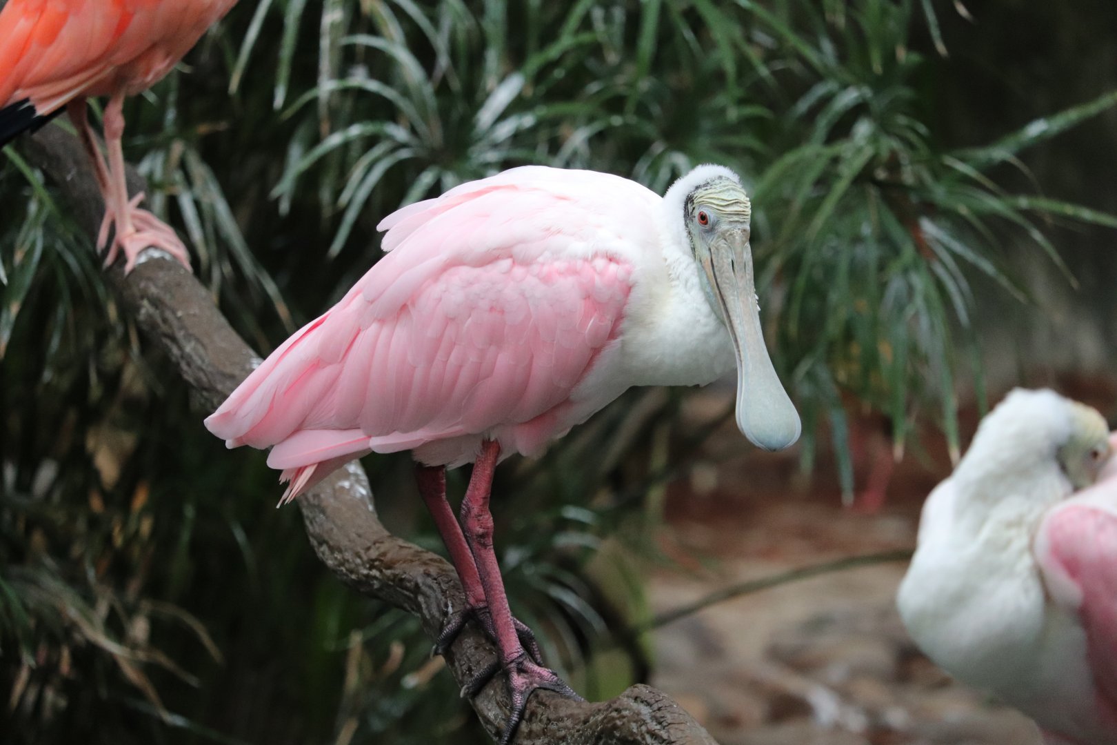 Range of the Jaguar - Roseate Spoonbill