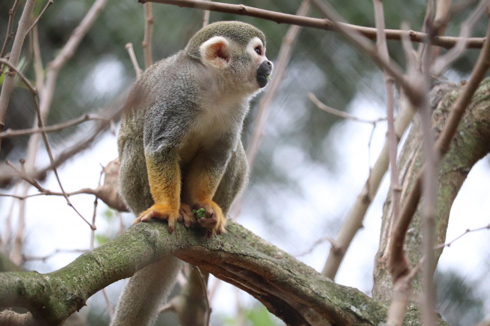 Range of the Jaguar - Squirrel Monkey