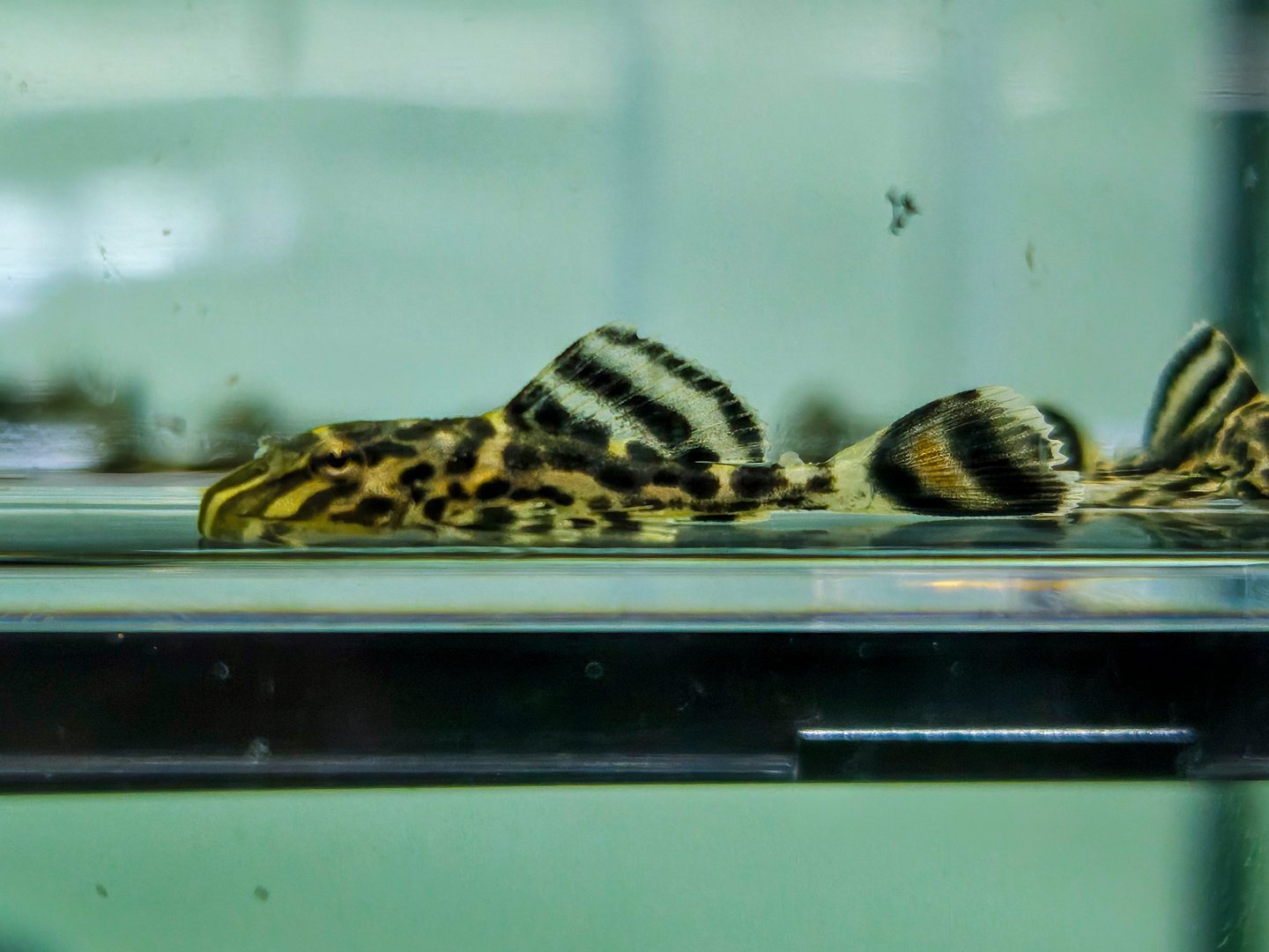 Ranger Pleco (Pterygoplichthys sp. New Ranger)