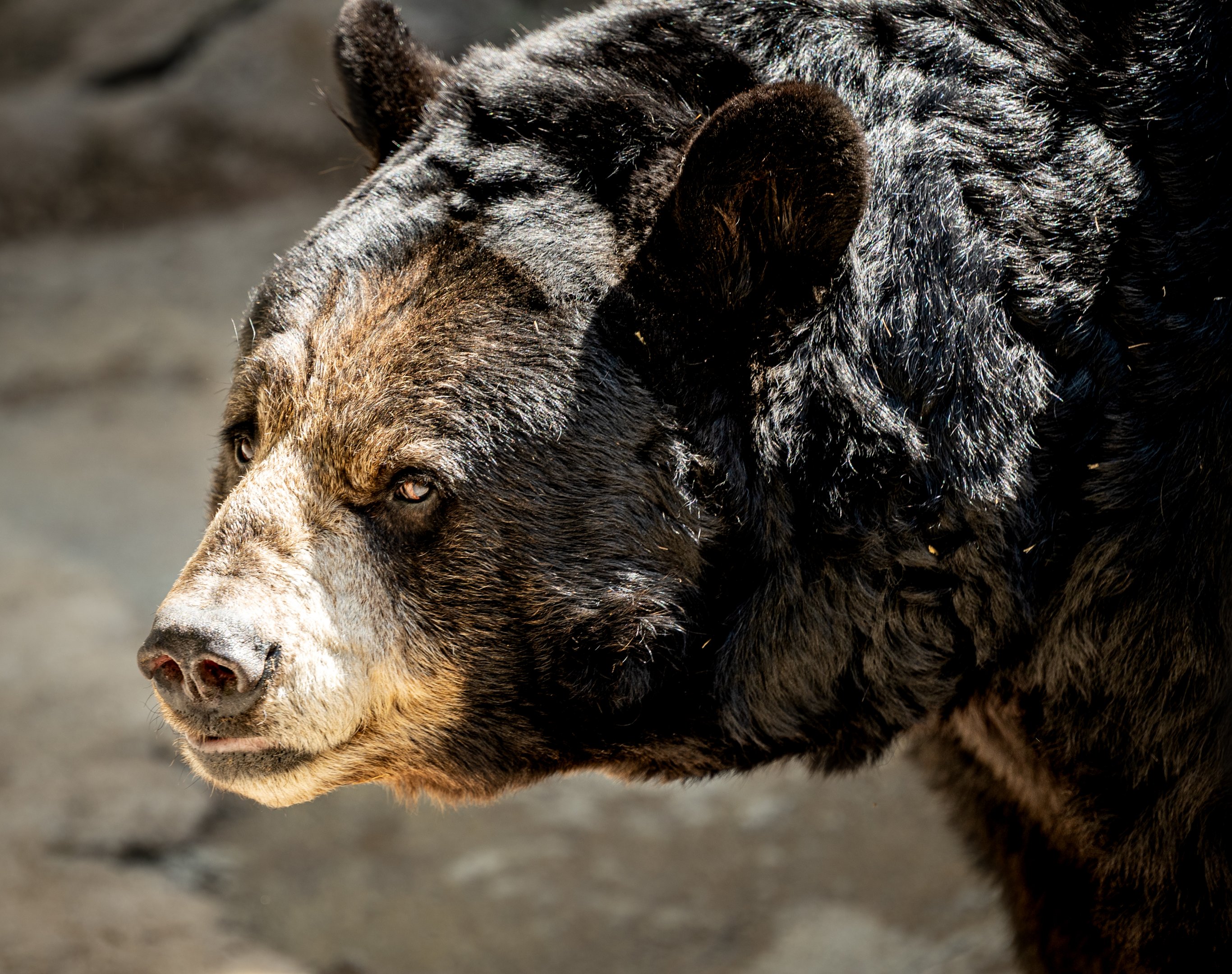 Ranger the American Black Bear