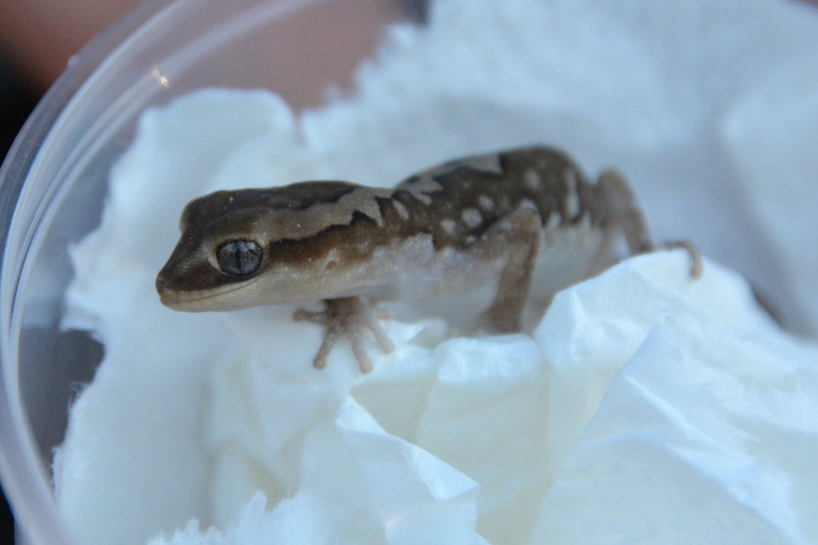 Ranges stone gecko (Diplodactylus furcosus)