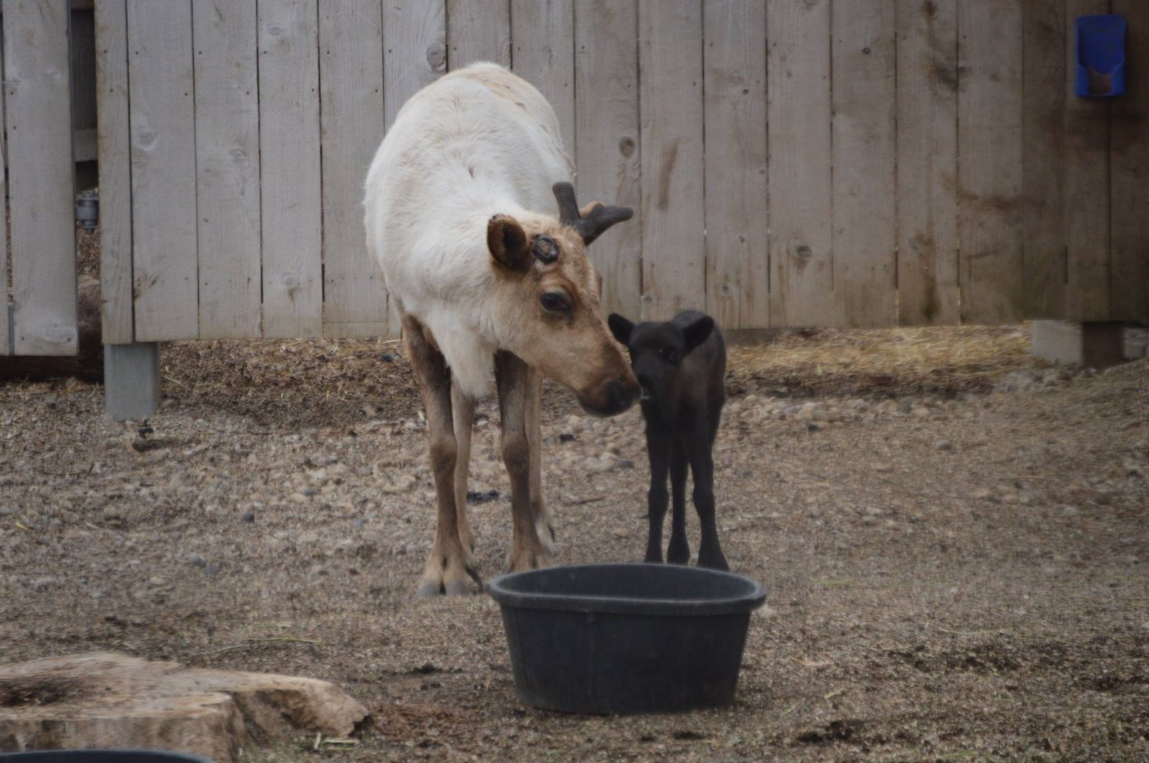 Rangifer tarandus, Bunny and her 3 day old fawn