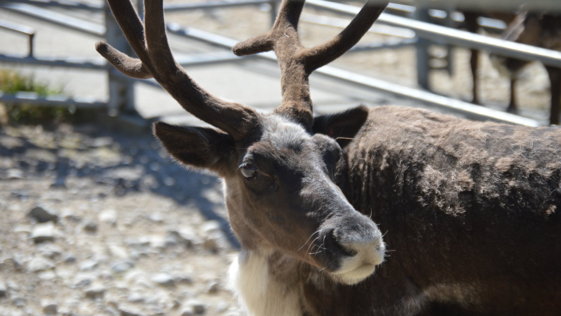 Rangifer tarandus sibiricus