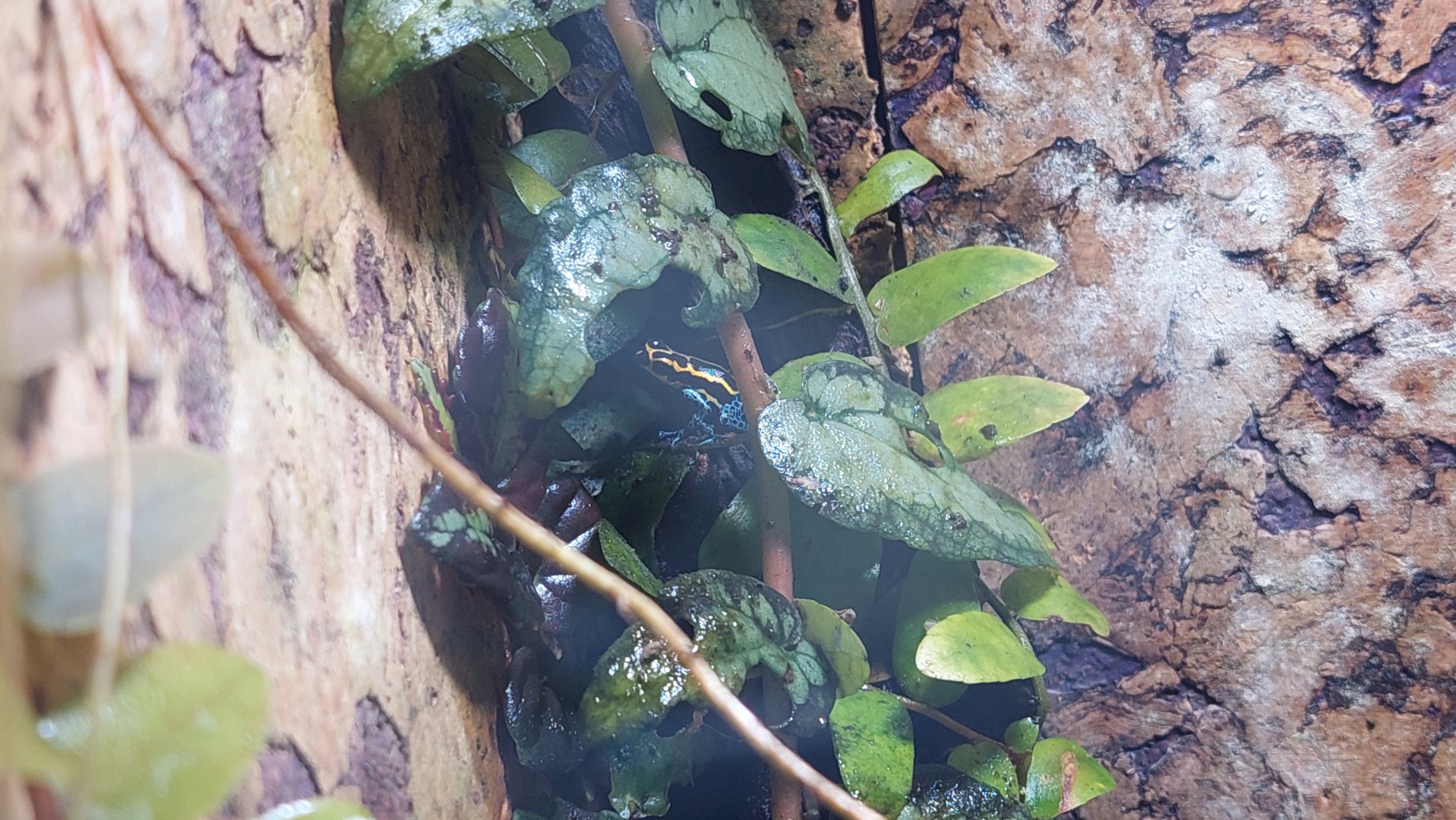 Ranitomeya amazonica ‘Iquitos’