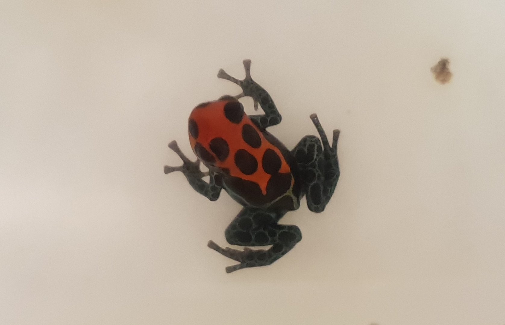 Ranitomeya amazonica