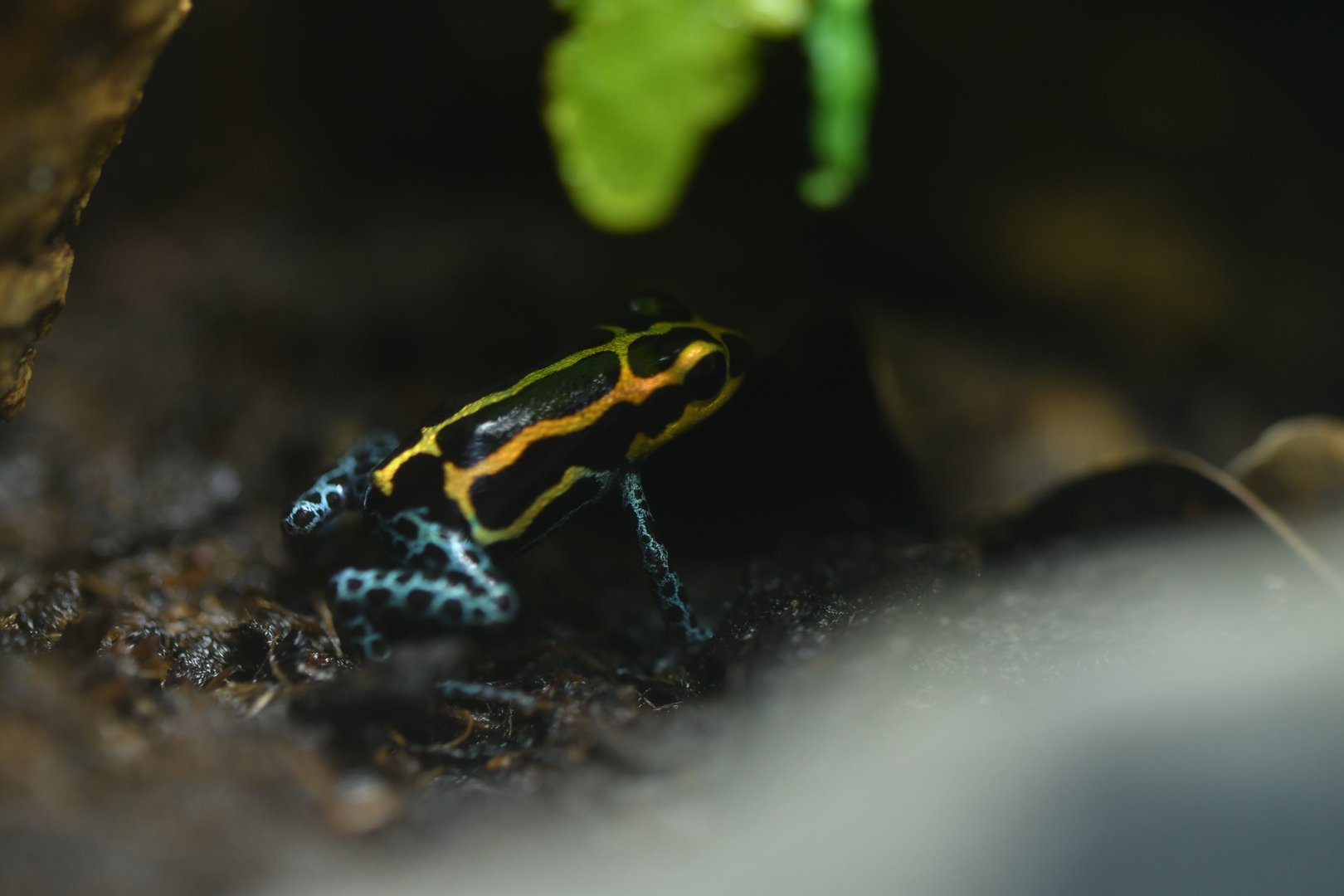 Ranitomeya amazonica