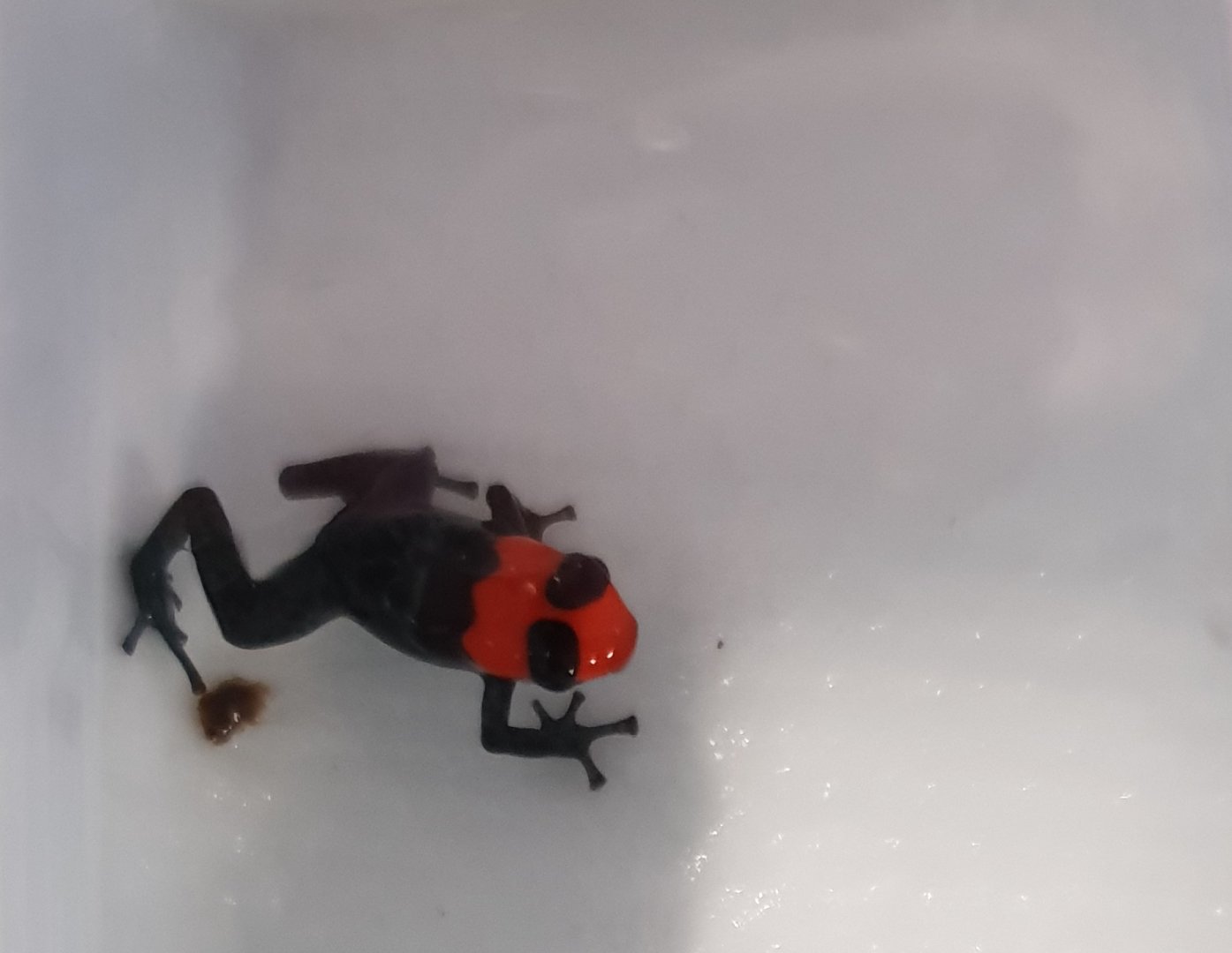 Ranitomeya benedicta