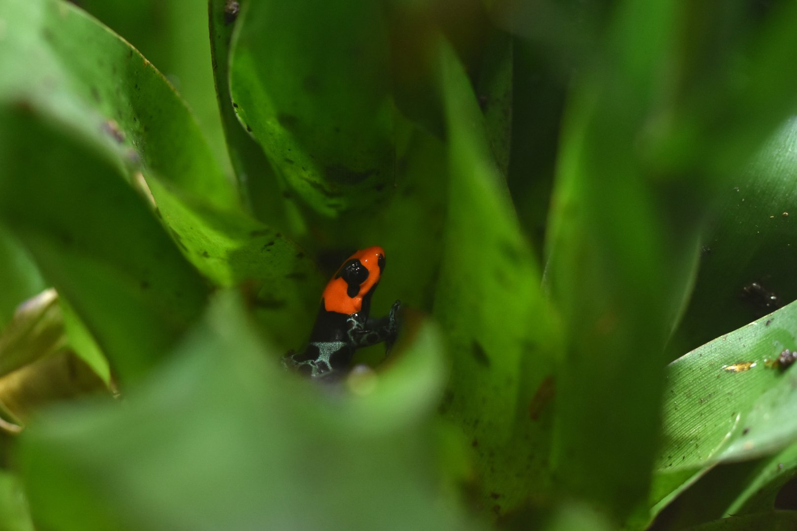 Ranitomeya benedicta