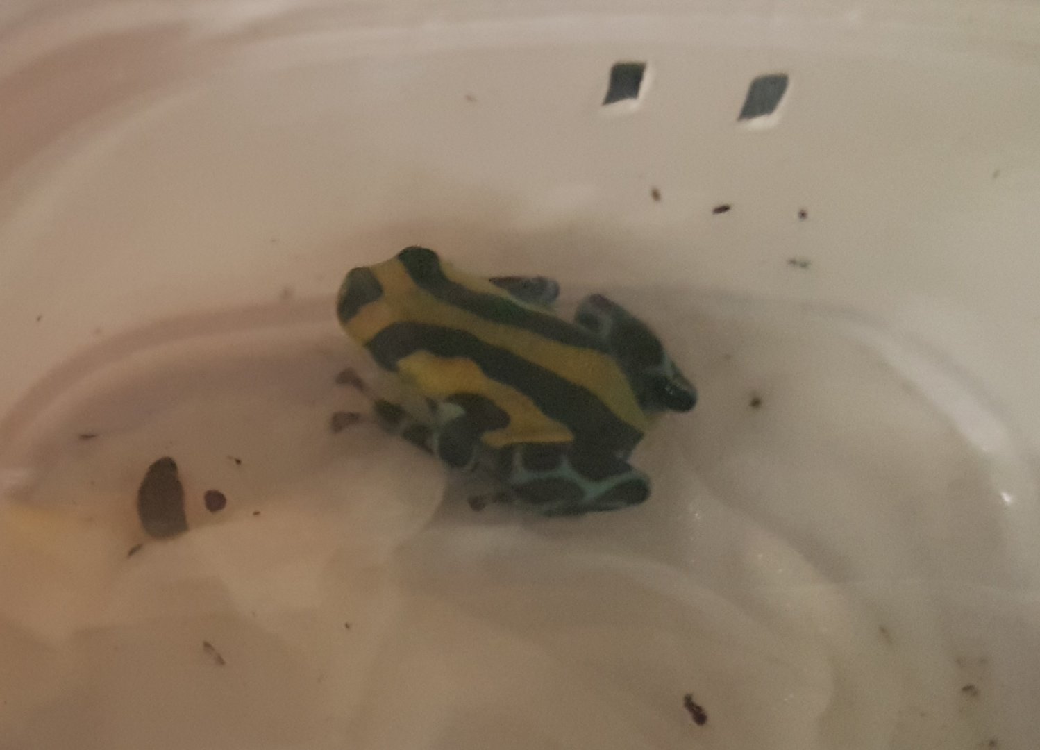 Ranitomeya ( Dendrobates ) lamesi