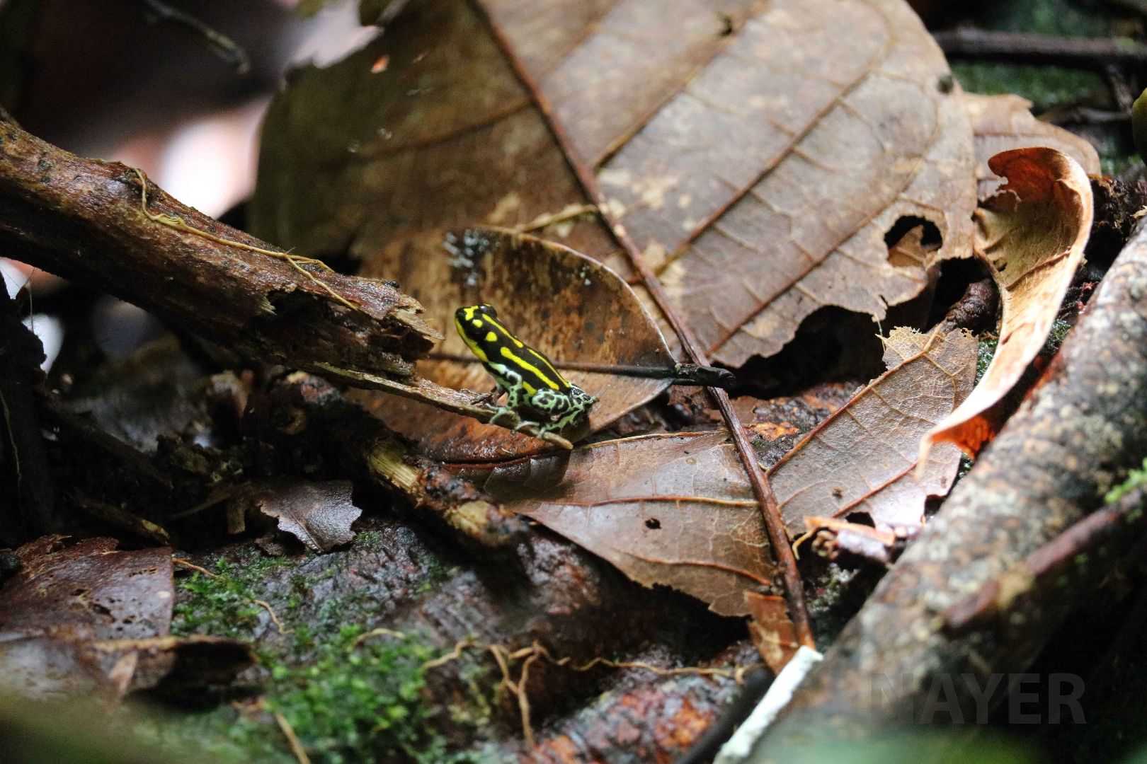 Ranitomeya flavovittata, Peruvian Amazon, May 2016