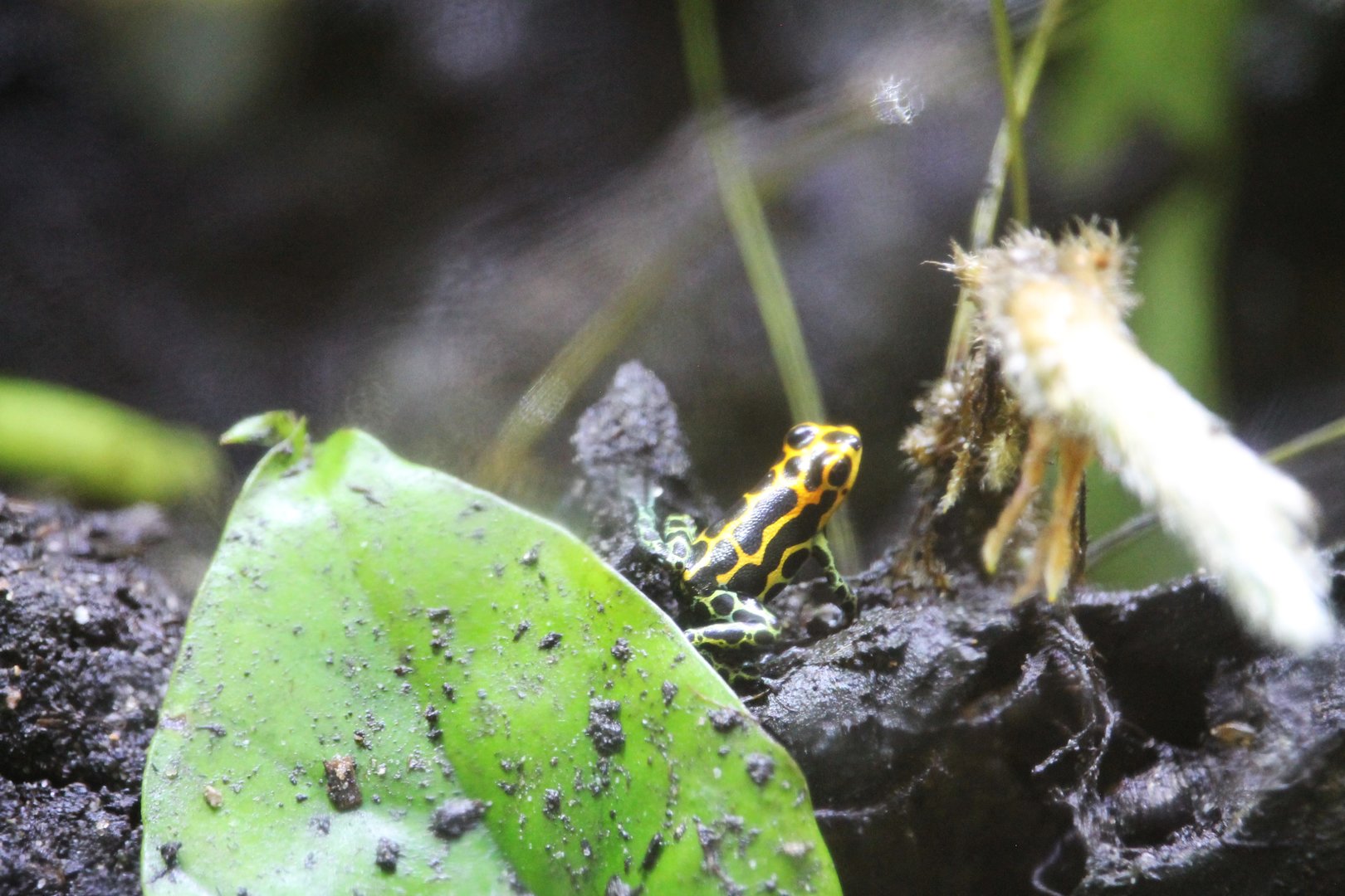 Ranitomeya imatator (Mimic Poison Dart Frog)