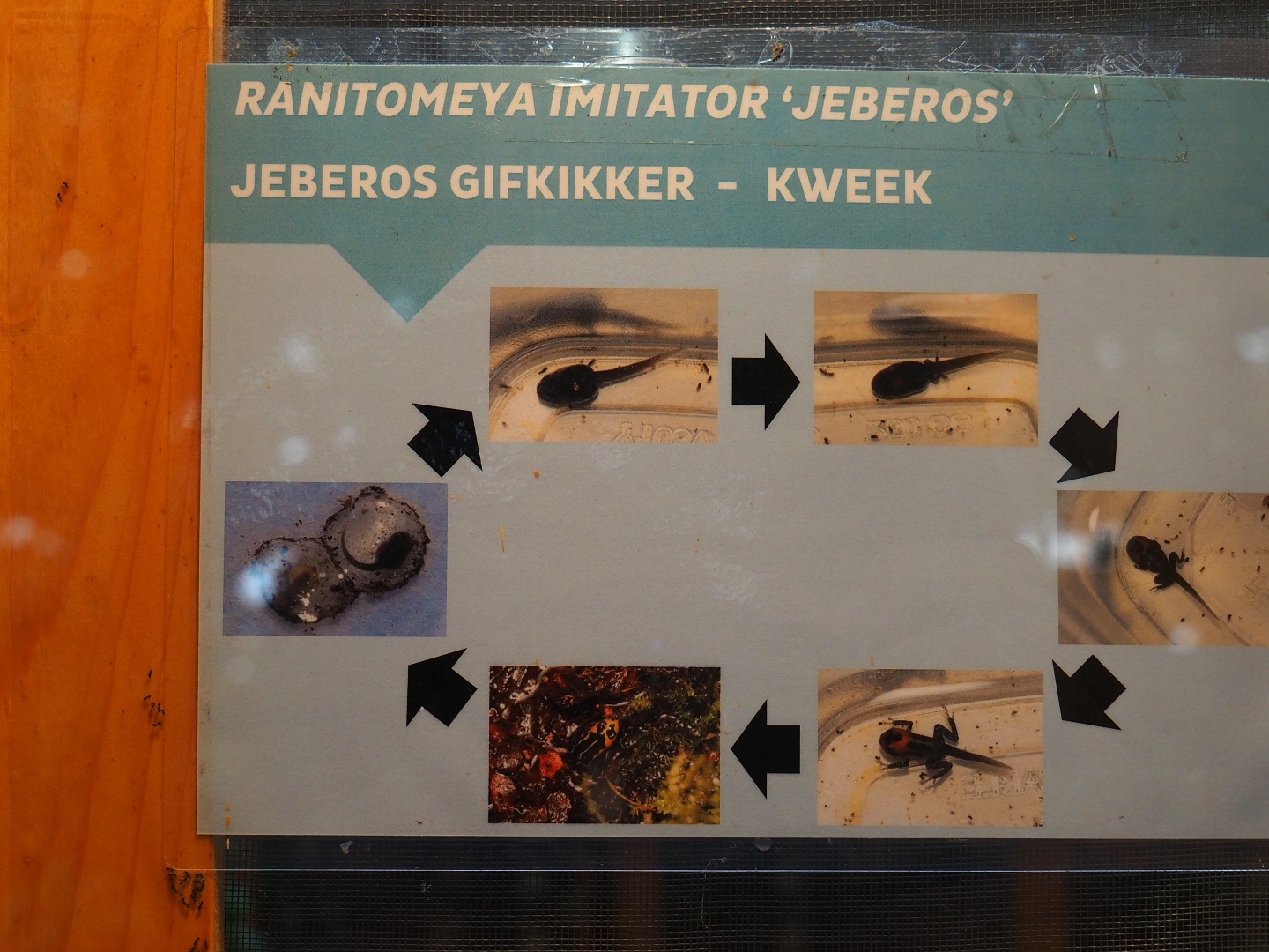 Ranitomeya imitator 'Jeberos' husbandry sign (Nov 10th, 2018)