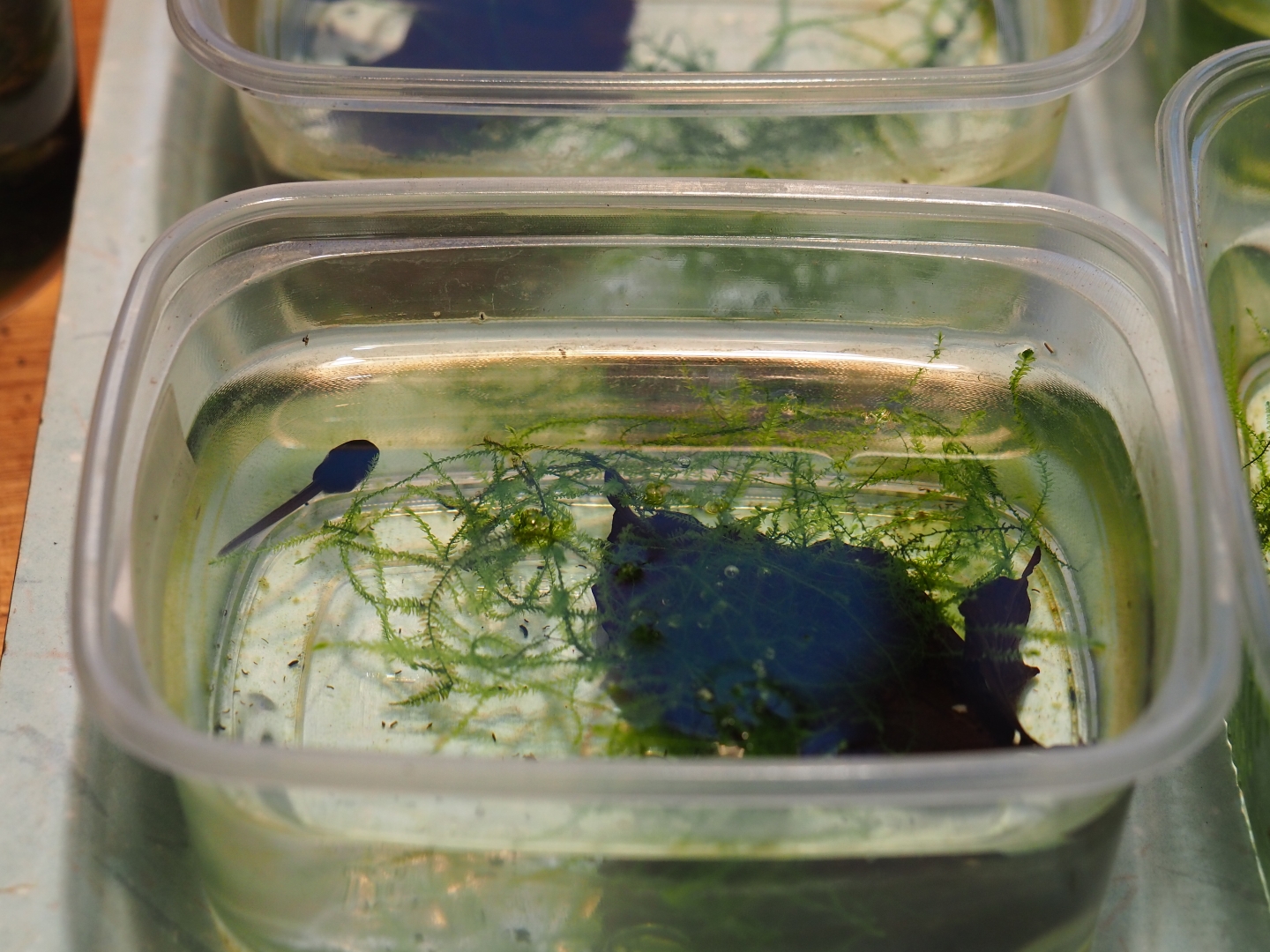 Ranitomeya imitator 'Jeberos' tadpole (Nov 10th, 2018)