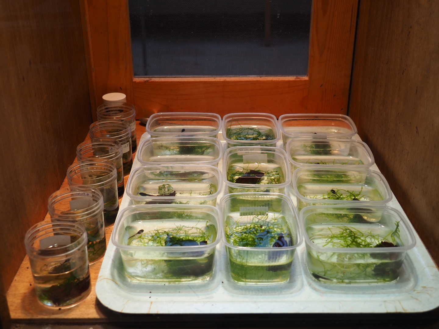 Ranitomeya imitator 'Jeberos' tadpole raising tubs (Nov 10th, 2018)