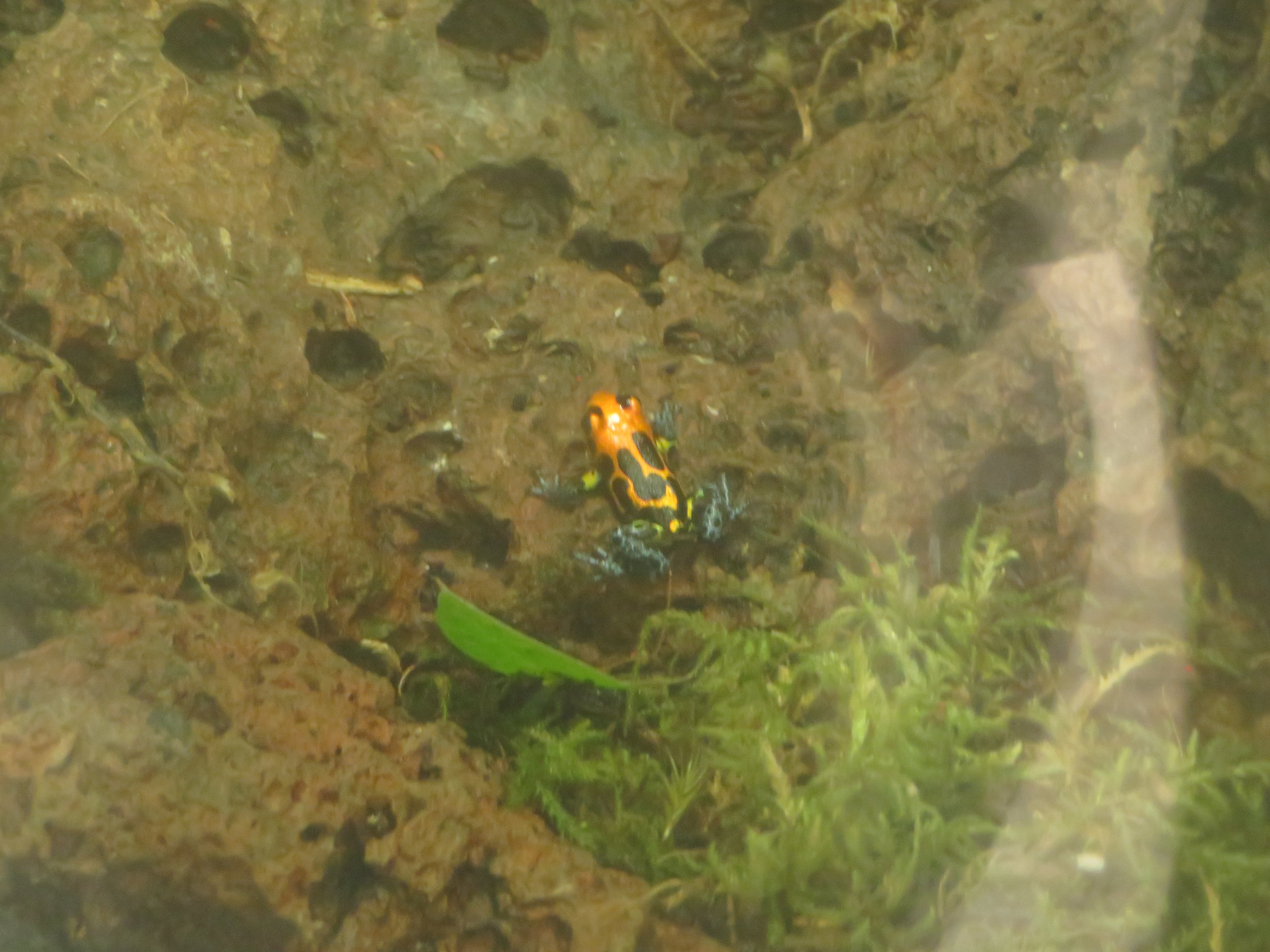 Ranitomeya poison dart frog
