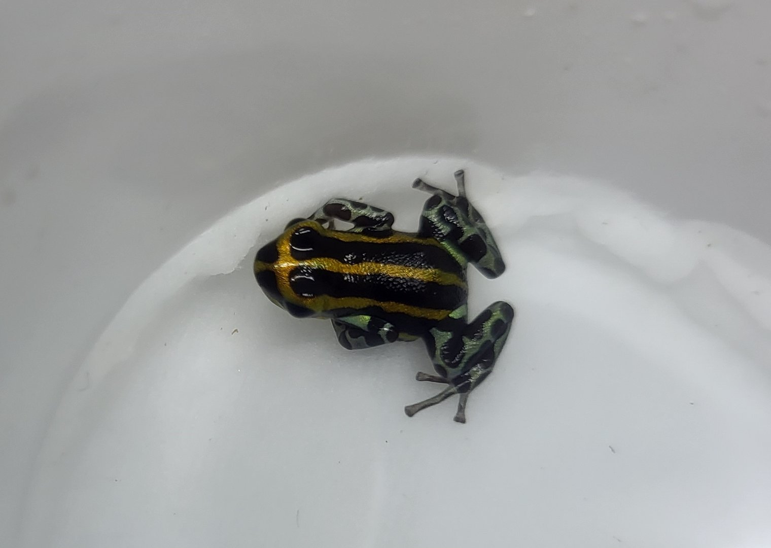 Ranitomeya quimpichari