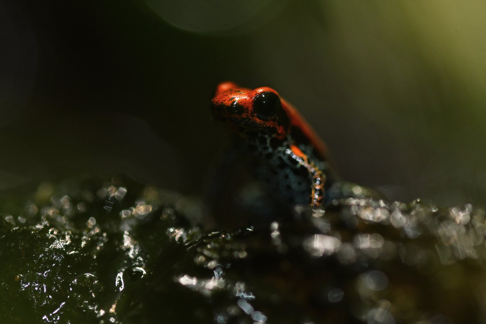 Ranitomeya reticulata