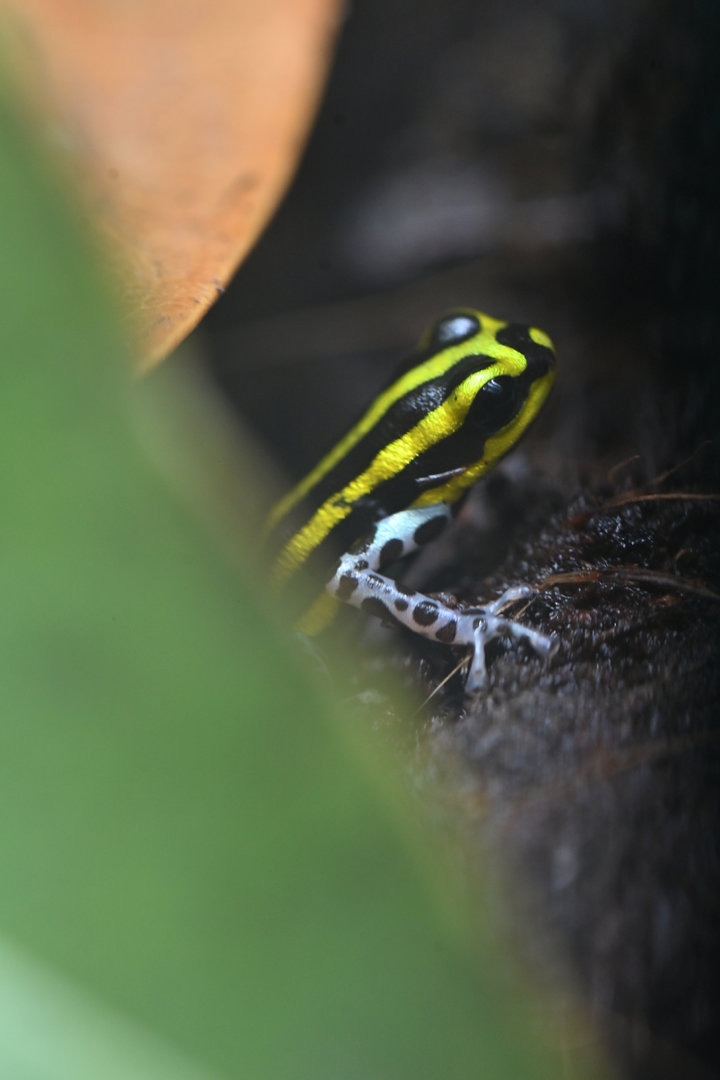 Ranitomeya sirensis