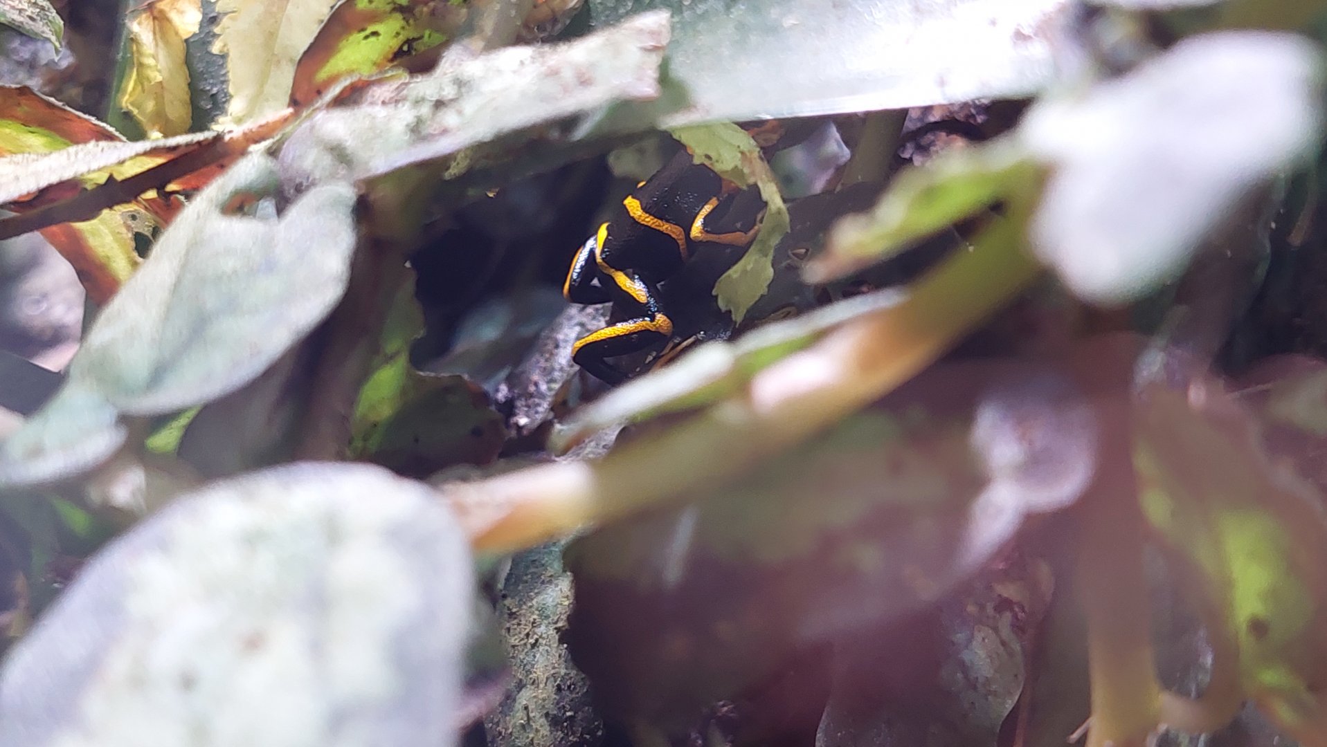Ranitomeya summersi- Summer's poison dart frog