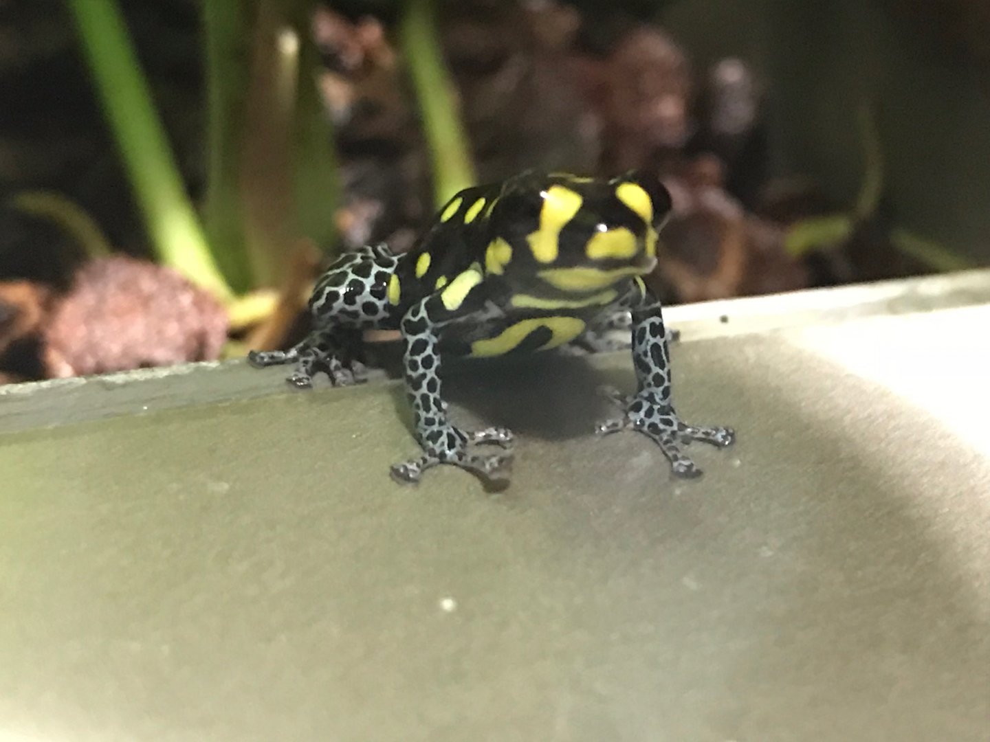 Ranitomeya vanzolinii 270118