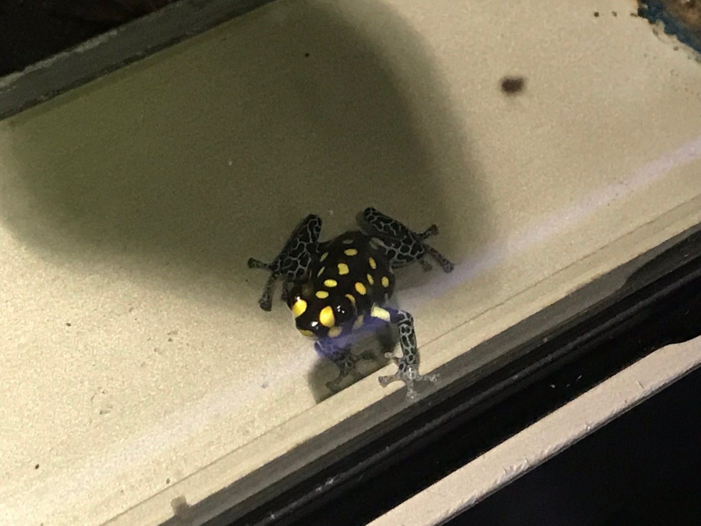 Ranitomeya vanzolinii 270118