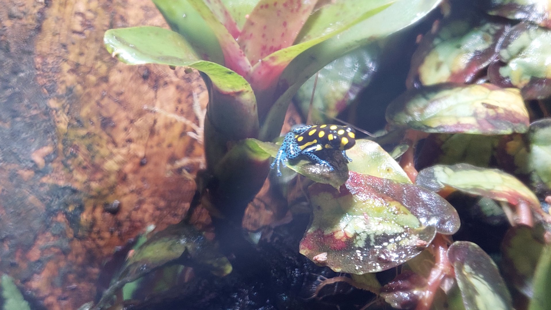 Ranitomeya vanzolinii- Brazilian poison frog