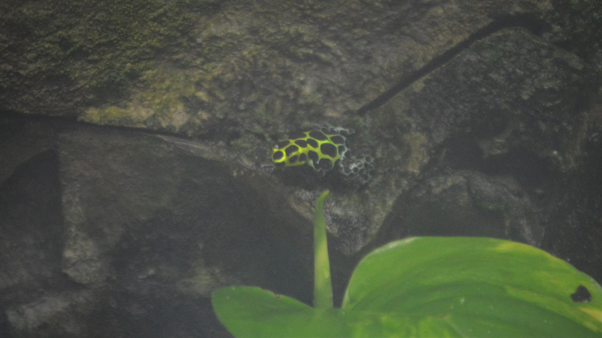 Ranitomeya variabilis