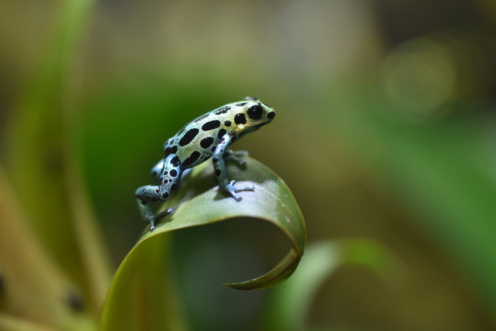 Ranitomeya variabilis