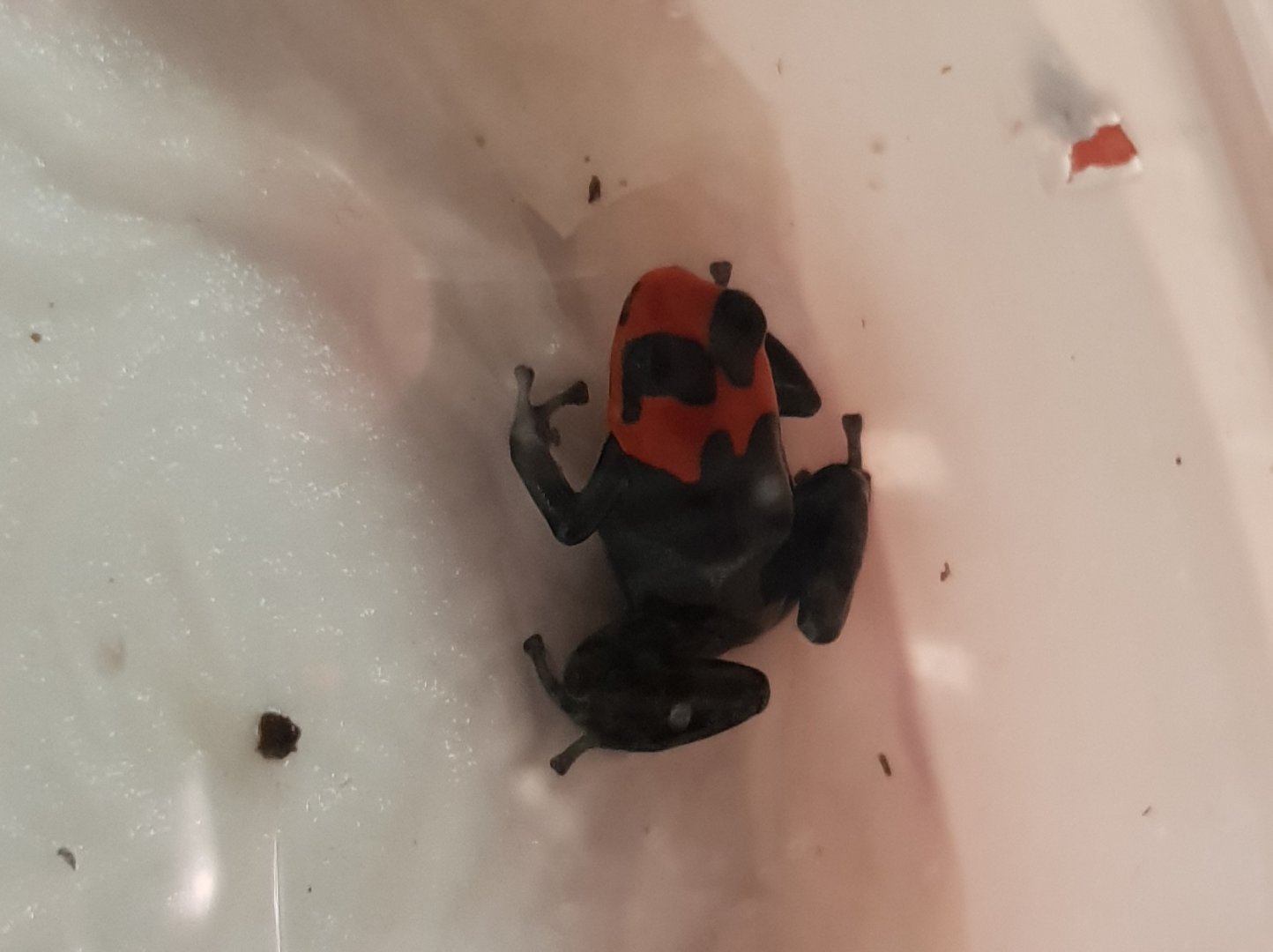 Ranitormeya benedicta