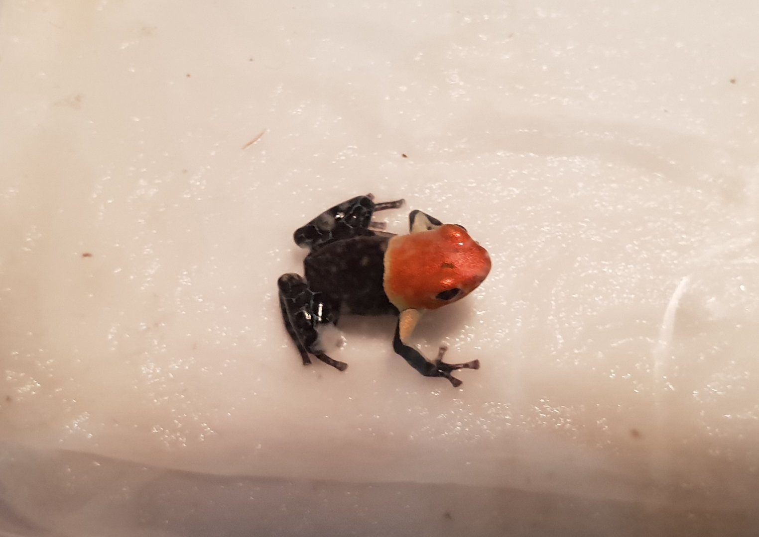 Ranitormeya fantasica