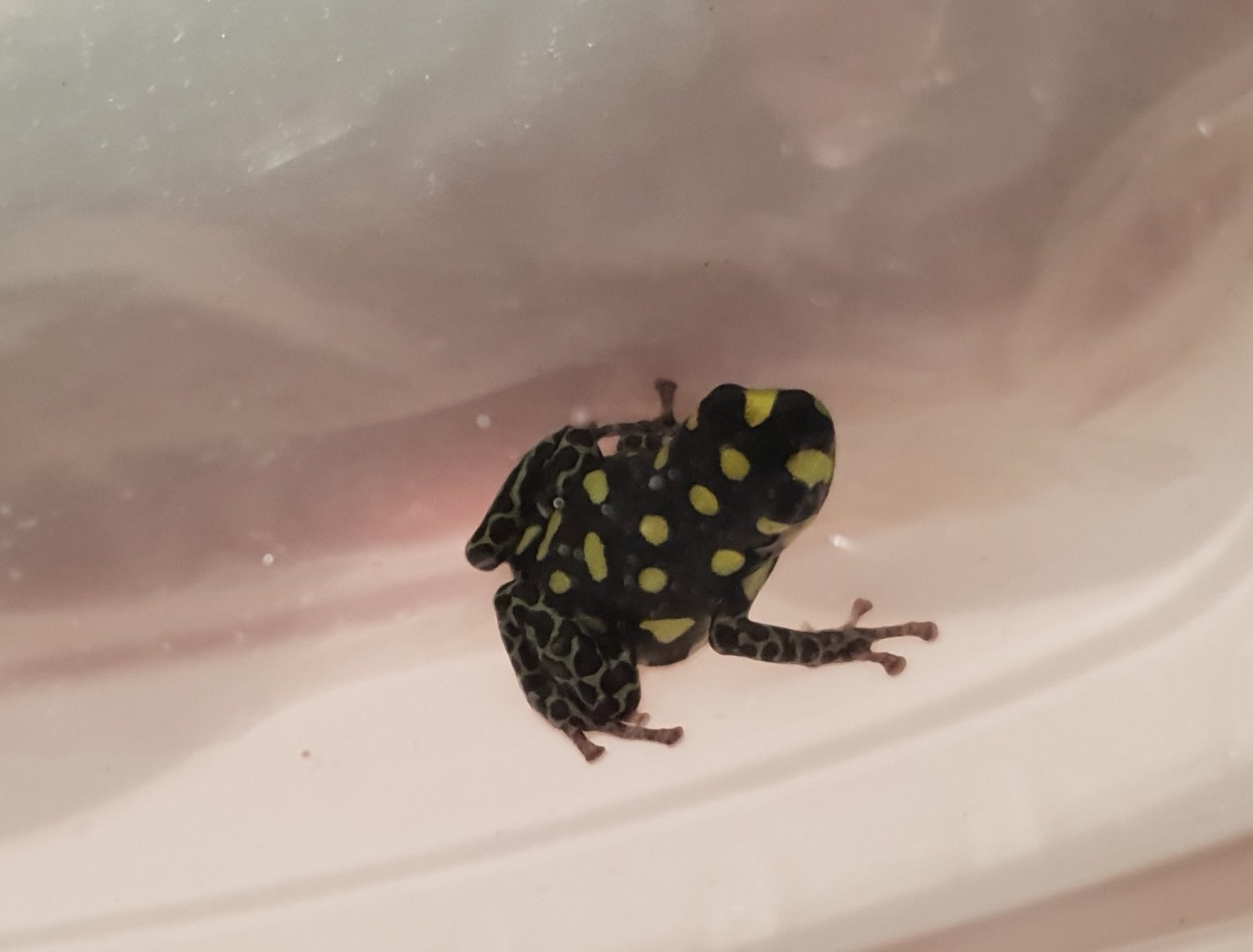 Ranitormeya vanzolinii