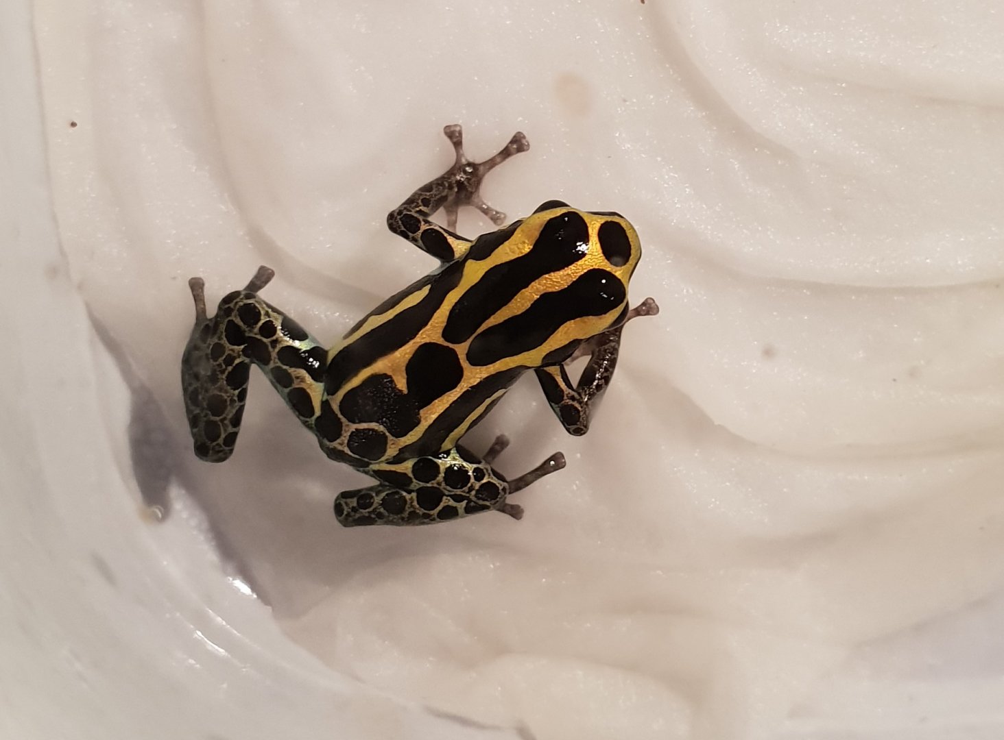 Ranitormeya ventrimaculata