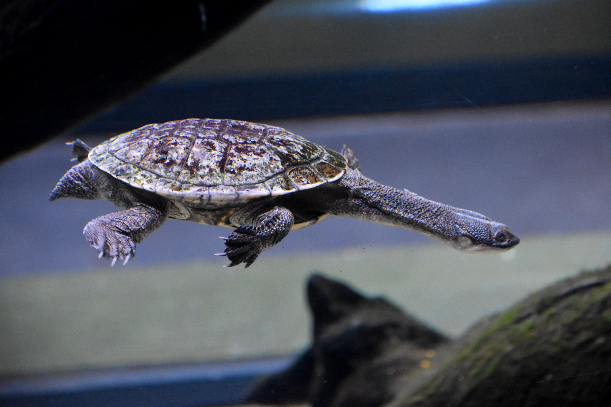 Rankin's Long-necked Turtle