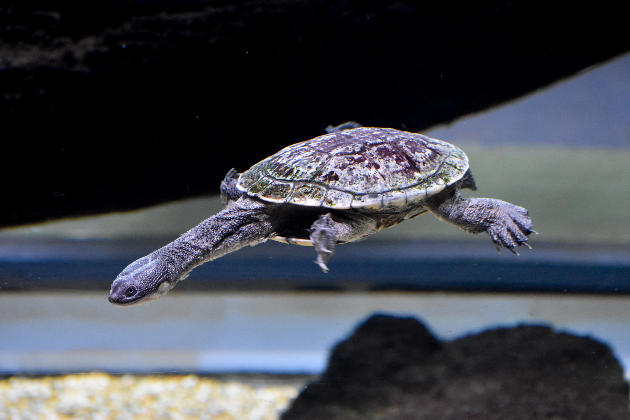 Rankin's Long-necked Turtle